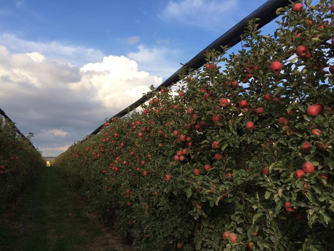 Frifruit 苹果园,红色 Story Inored 苹果挂满枝头,蓝天为背景